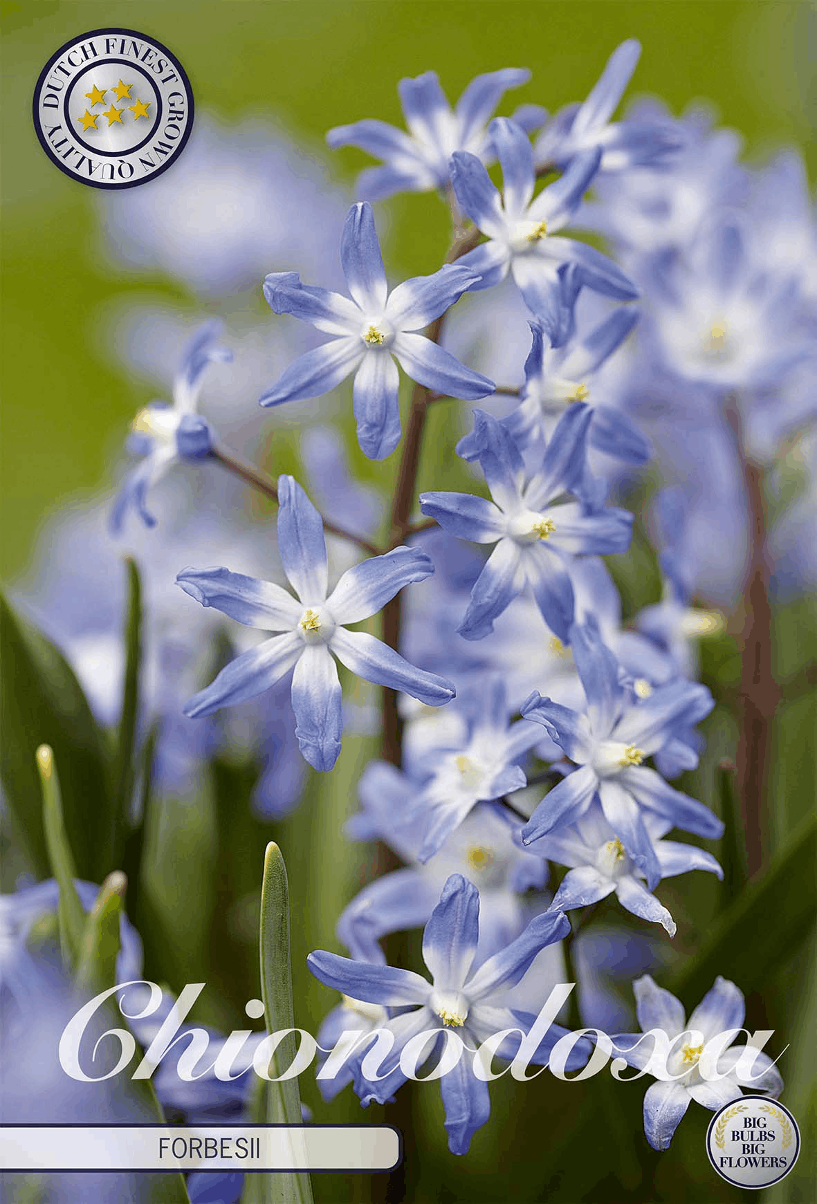 Chionodoxa Forbesii