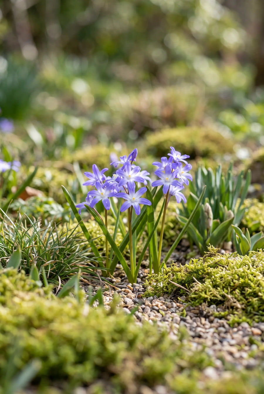 Chionodoxa Forbesii — in de tuin