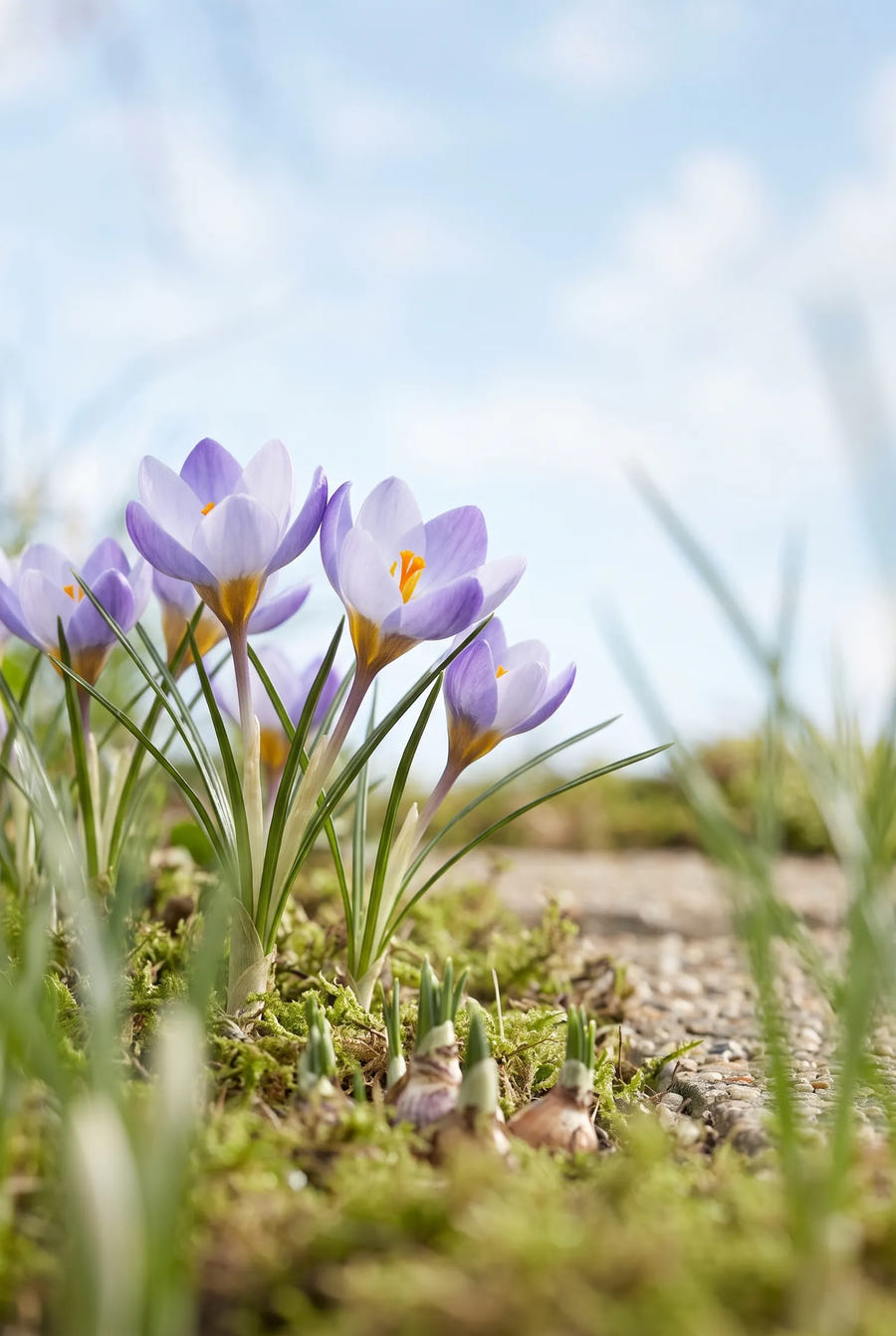 Crocus Blue Pearl — in de tuin