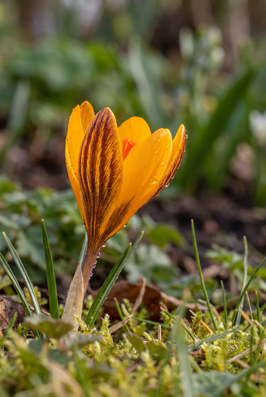 Crocus Orange Monarch — sfeerbeeld