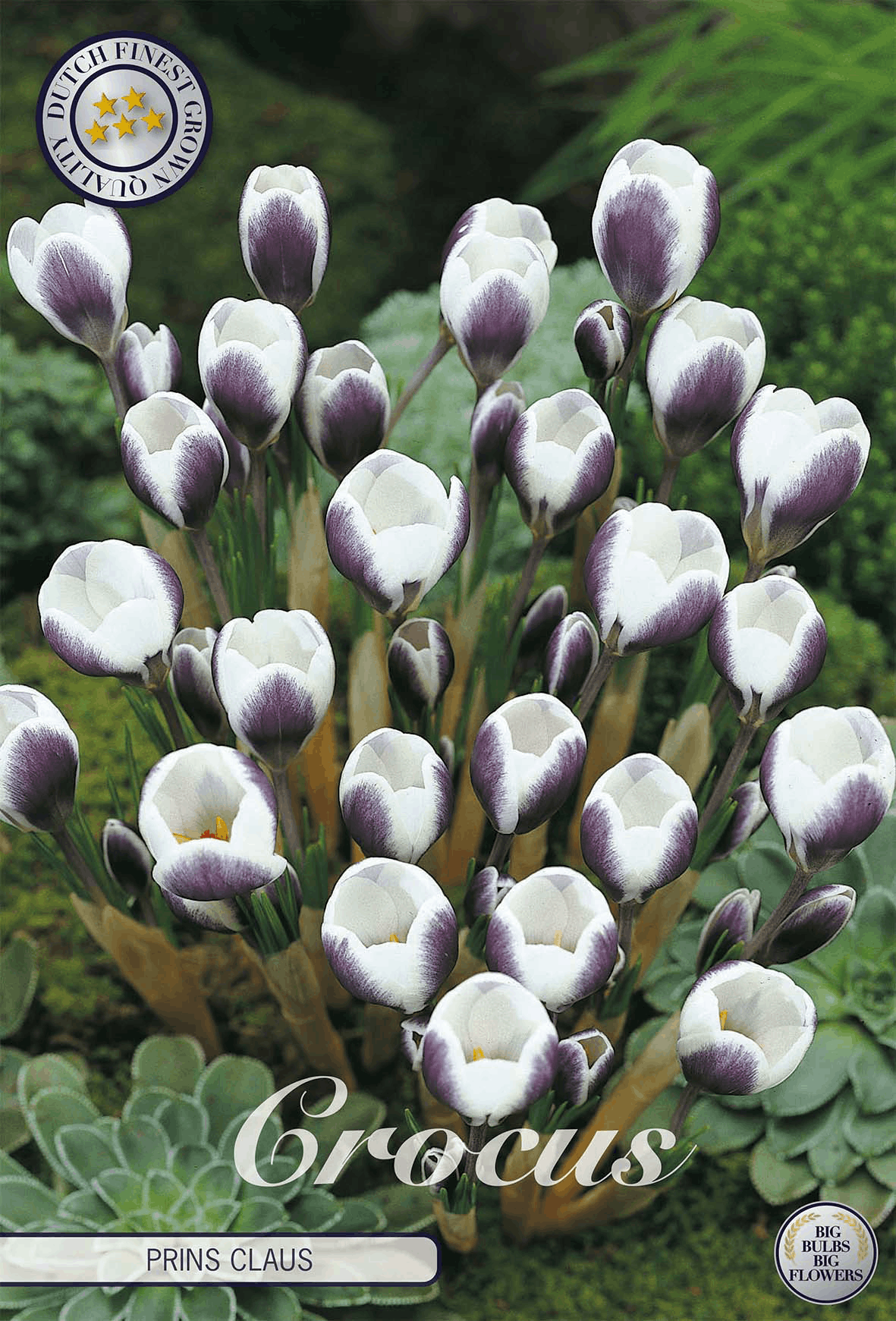 Crocus Prins Claus