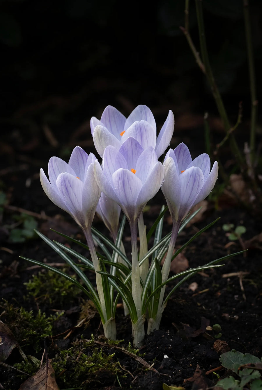 Crocus Vanguard — sfeerbeeld
