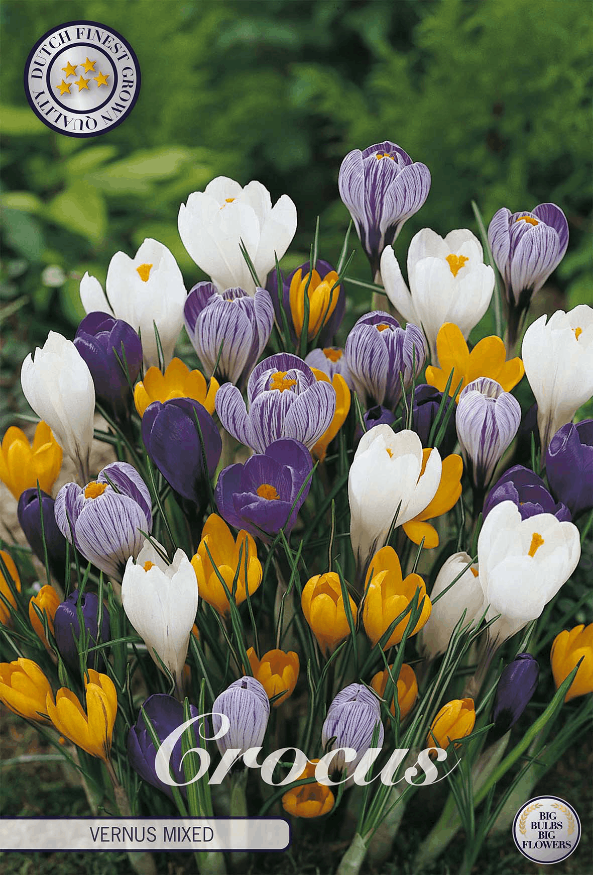 Crocus bulbs