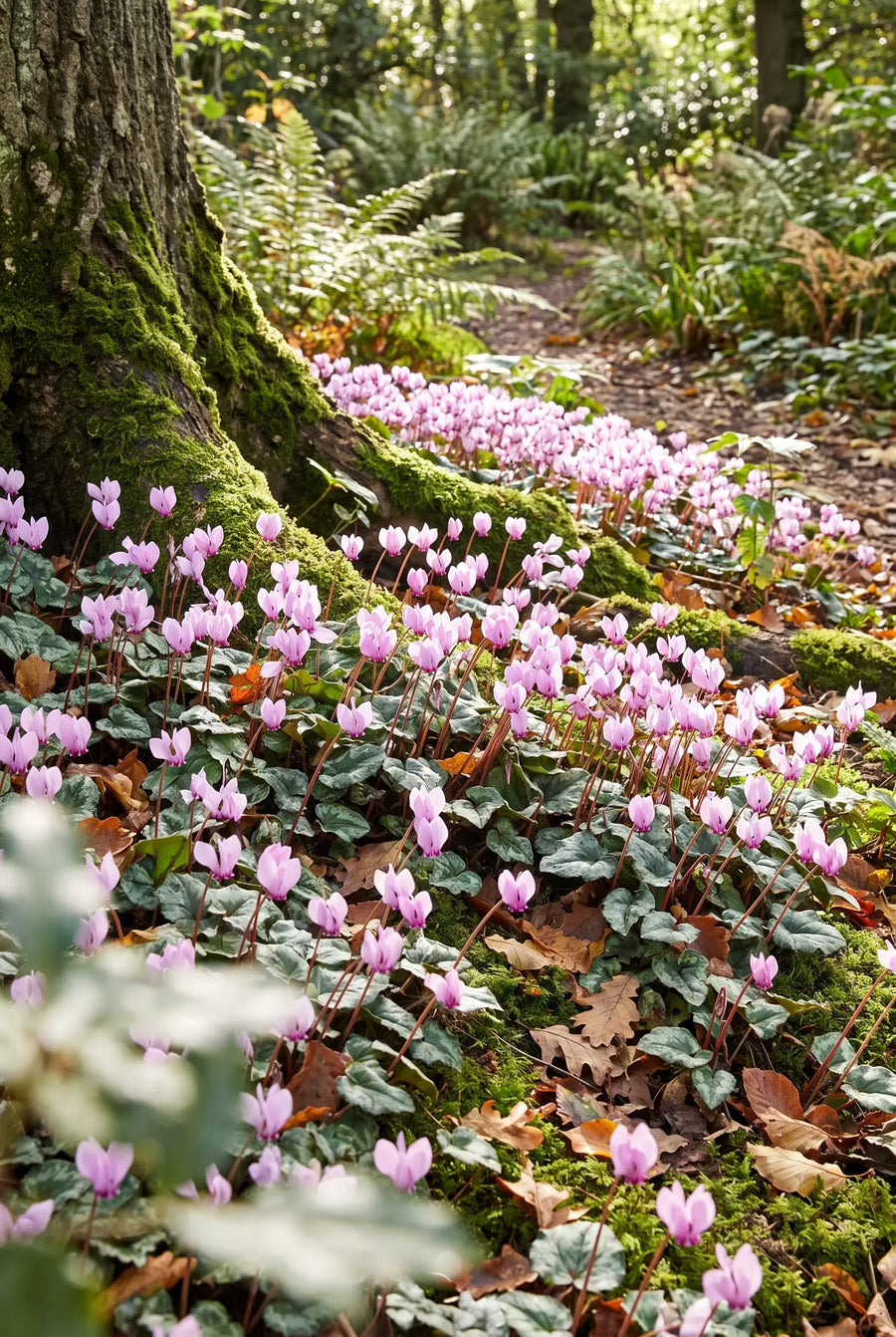 Cyclamen Hederifolium — groep in de tuinborder