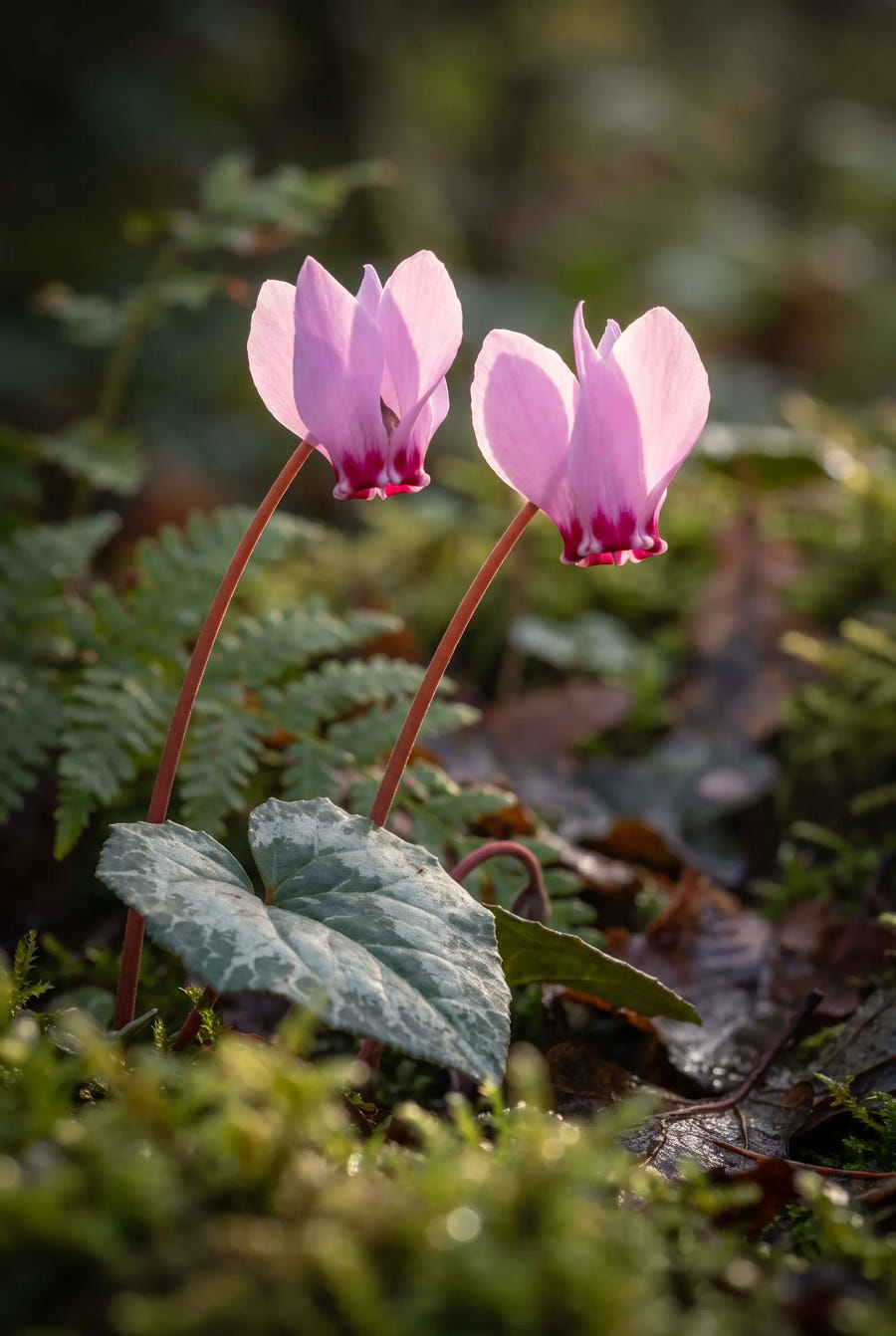 Cyclamen Hederifolium — sfeerbeeld