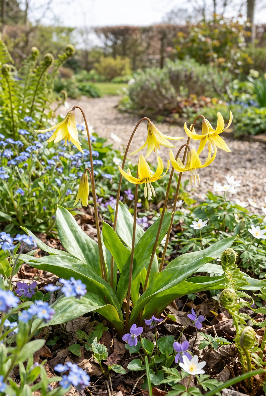 Erythronium Pagoda — in de border