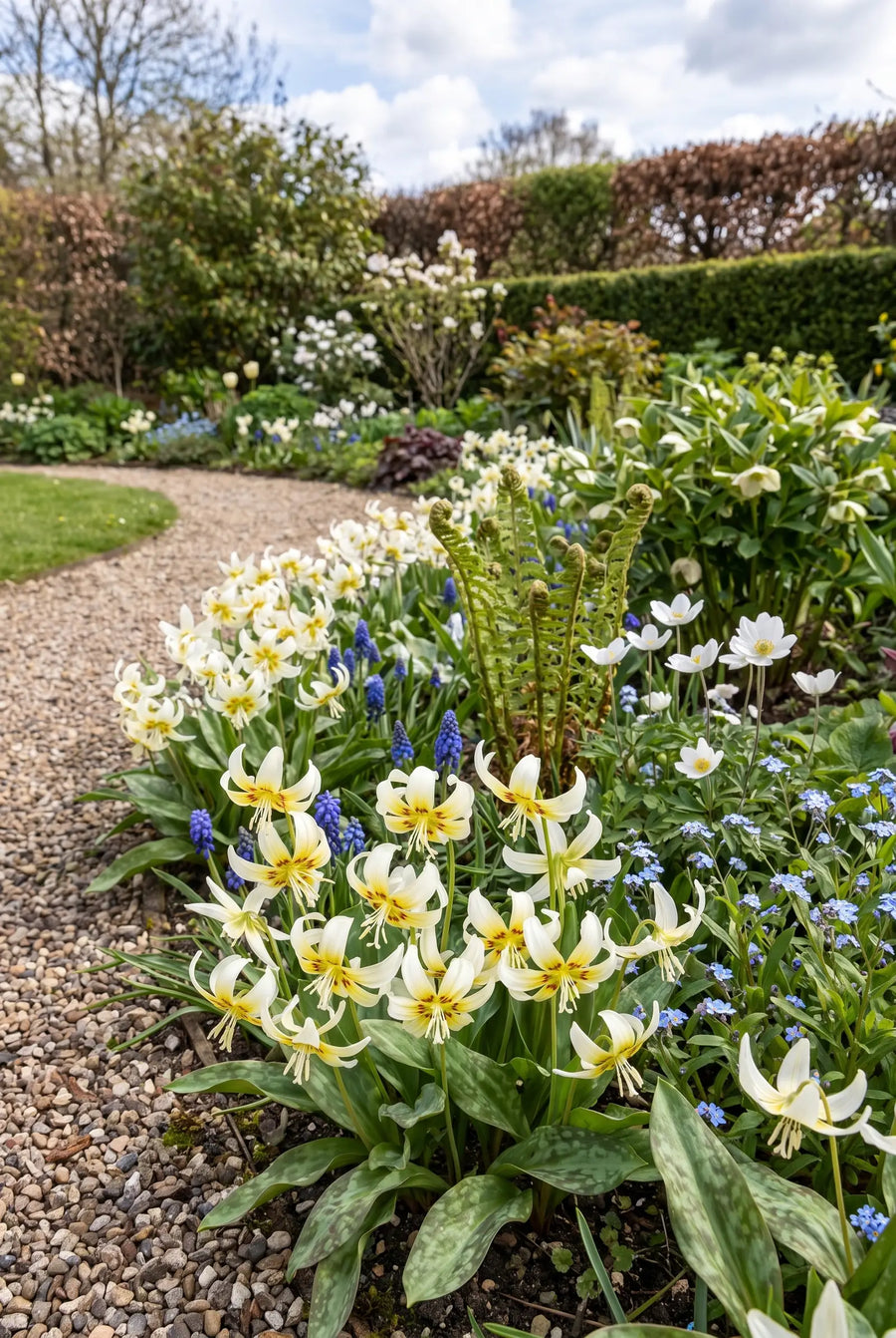 Erythronium White Beauty — groep in de tuinborder