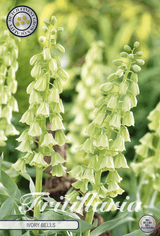 Fritillaria Ivory Bells