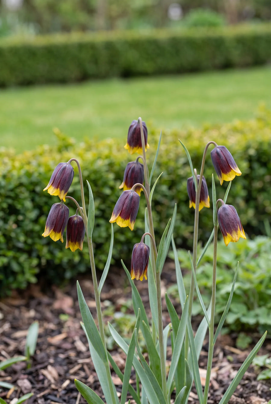 Fritillaria Uva-Vulpis — in de border