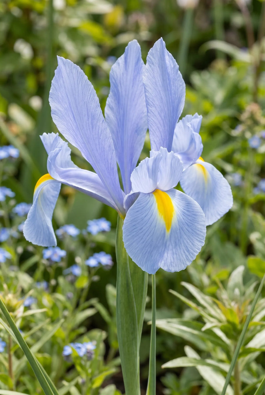 Iris Blue Magic — close-up van de bloem