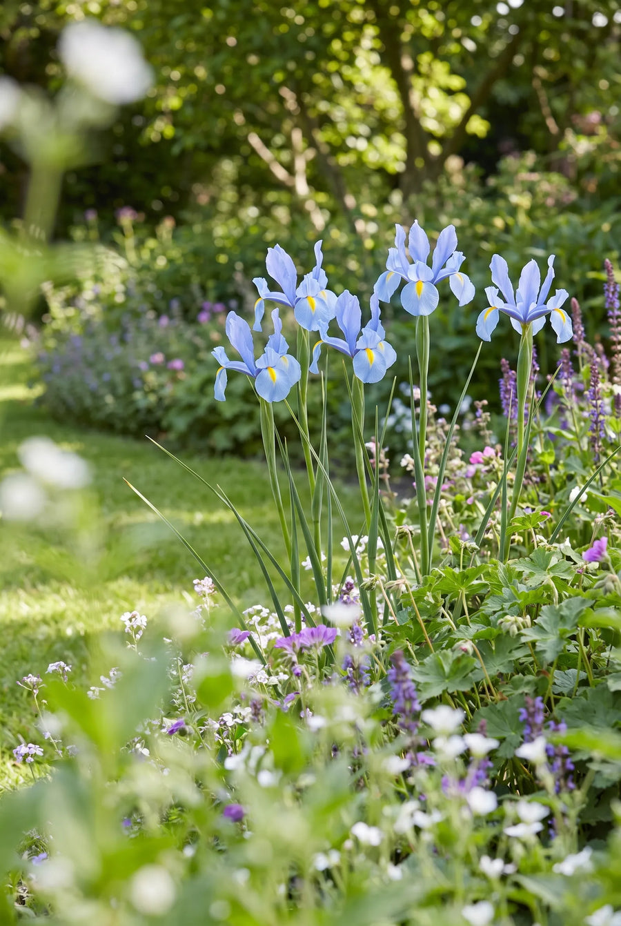 Iris Blue Magic — in de tuin
