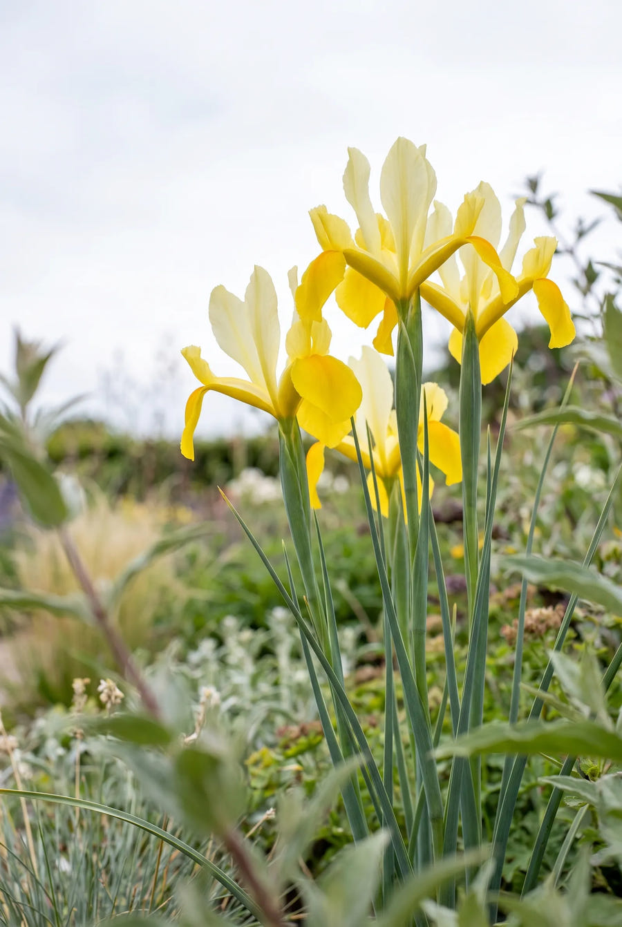 Iris Crown Jewel — in de tuin