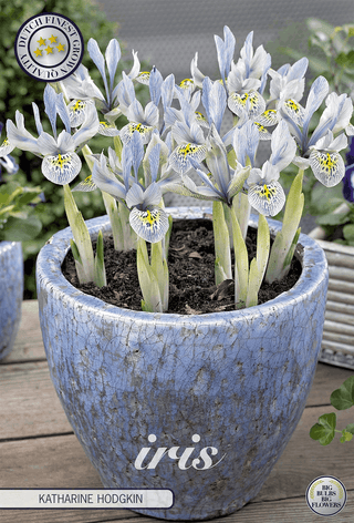 Iris