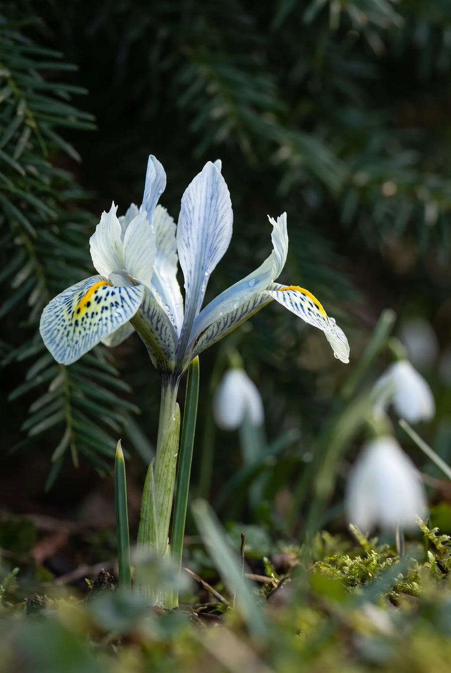 Iris Katharine Hodgkin — sfeerbeeld