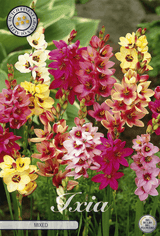 Ixia Mixed