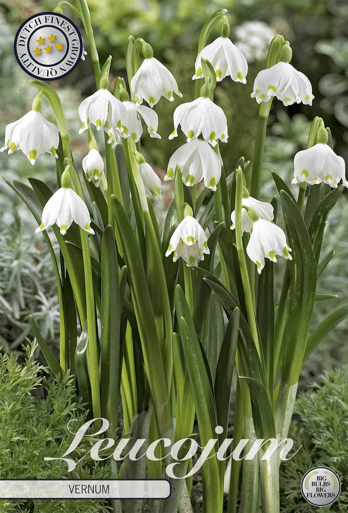 Leucojum Vernum