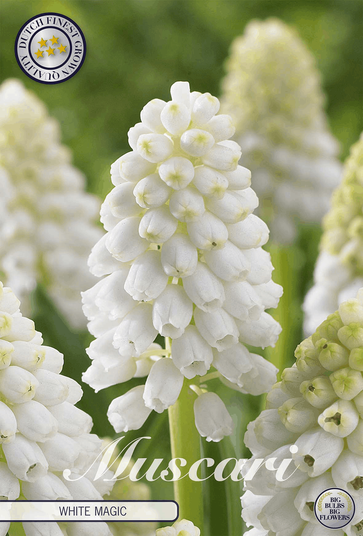 Muscari bulbs