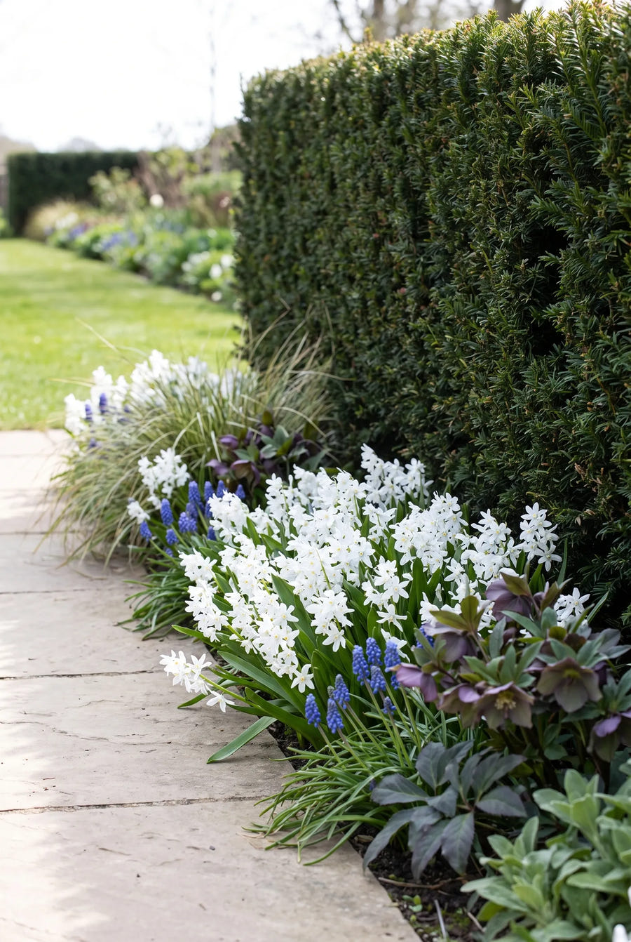 Scilla Siberica Alba — in de border