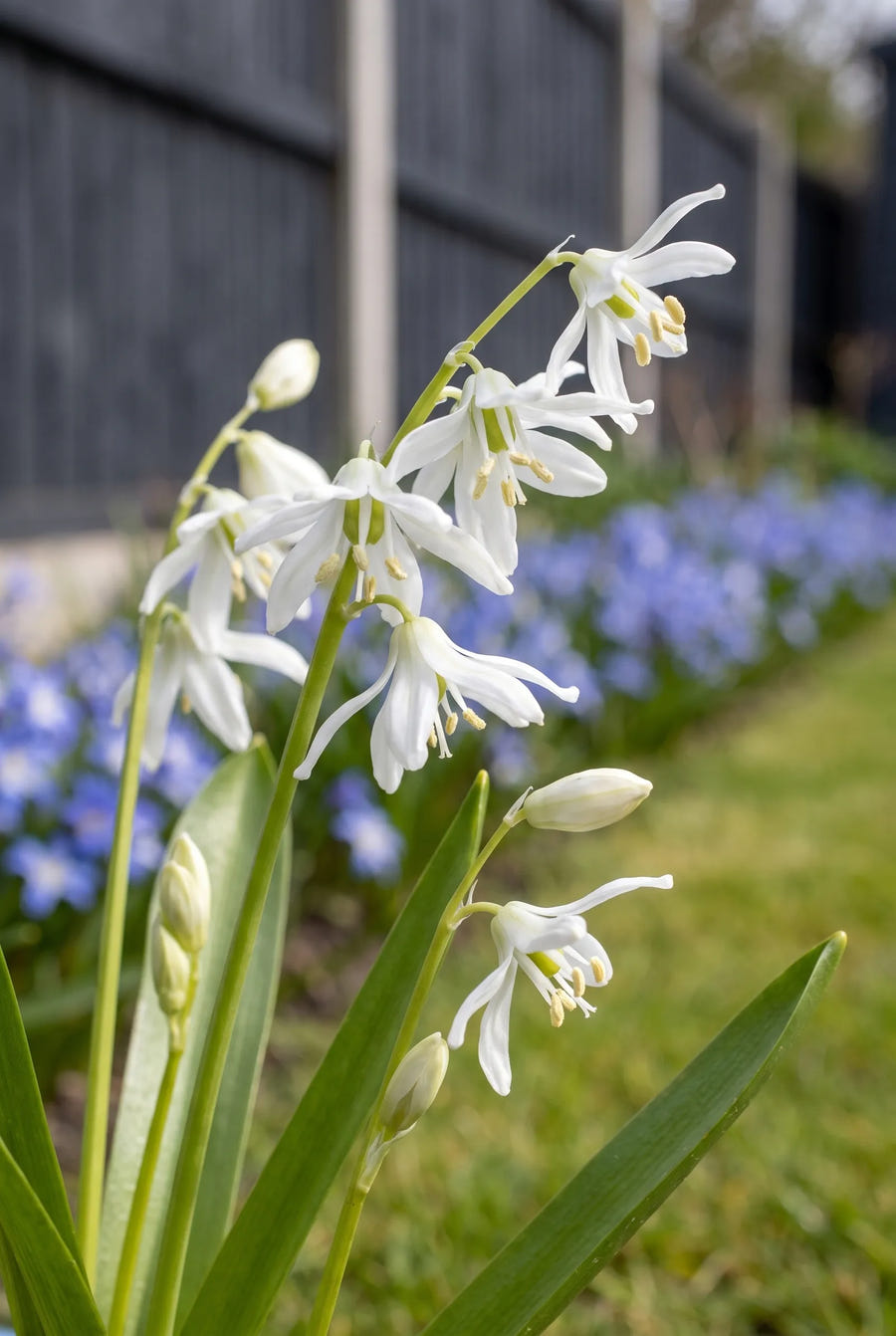 Scilla Siberica Alba — close-up van de bloem