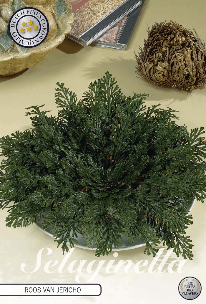 Selaginella Roos van Jericho