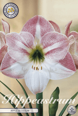 Hippeastrum Apple Blossom