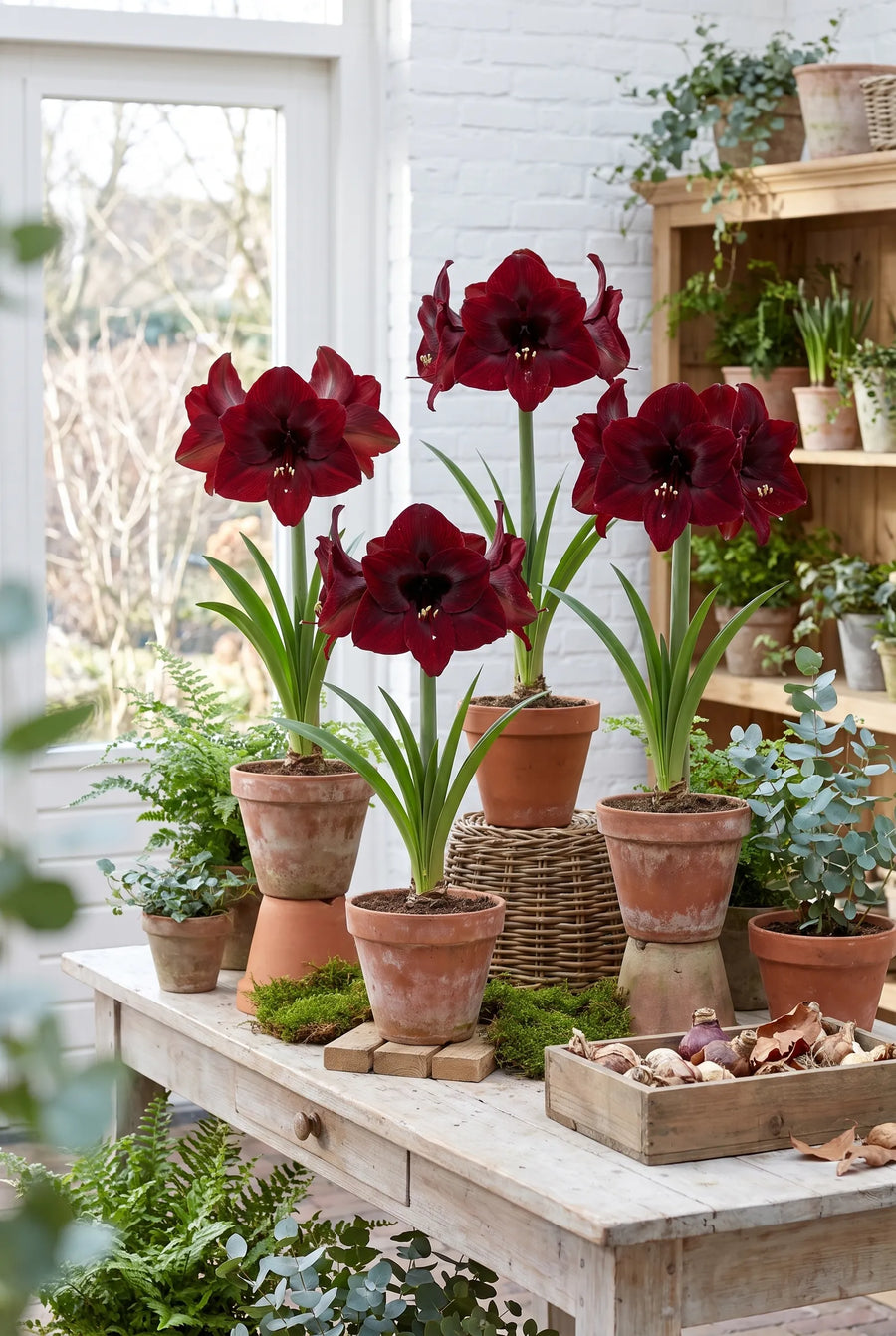 Hippeastrum Benfica — groep in de tuinborder