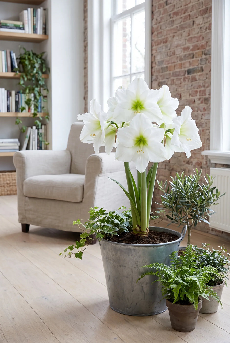 Hippeastrum Christmas Gift — in pot op terras