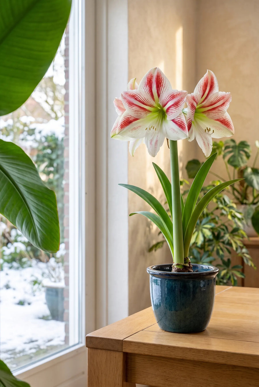 Hippeastrum Clown — in de border