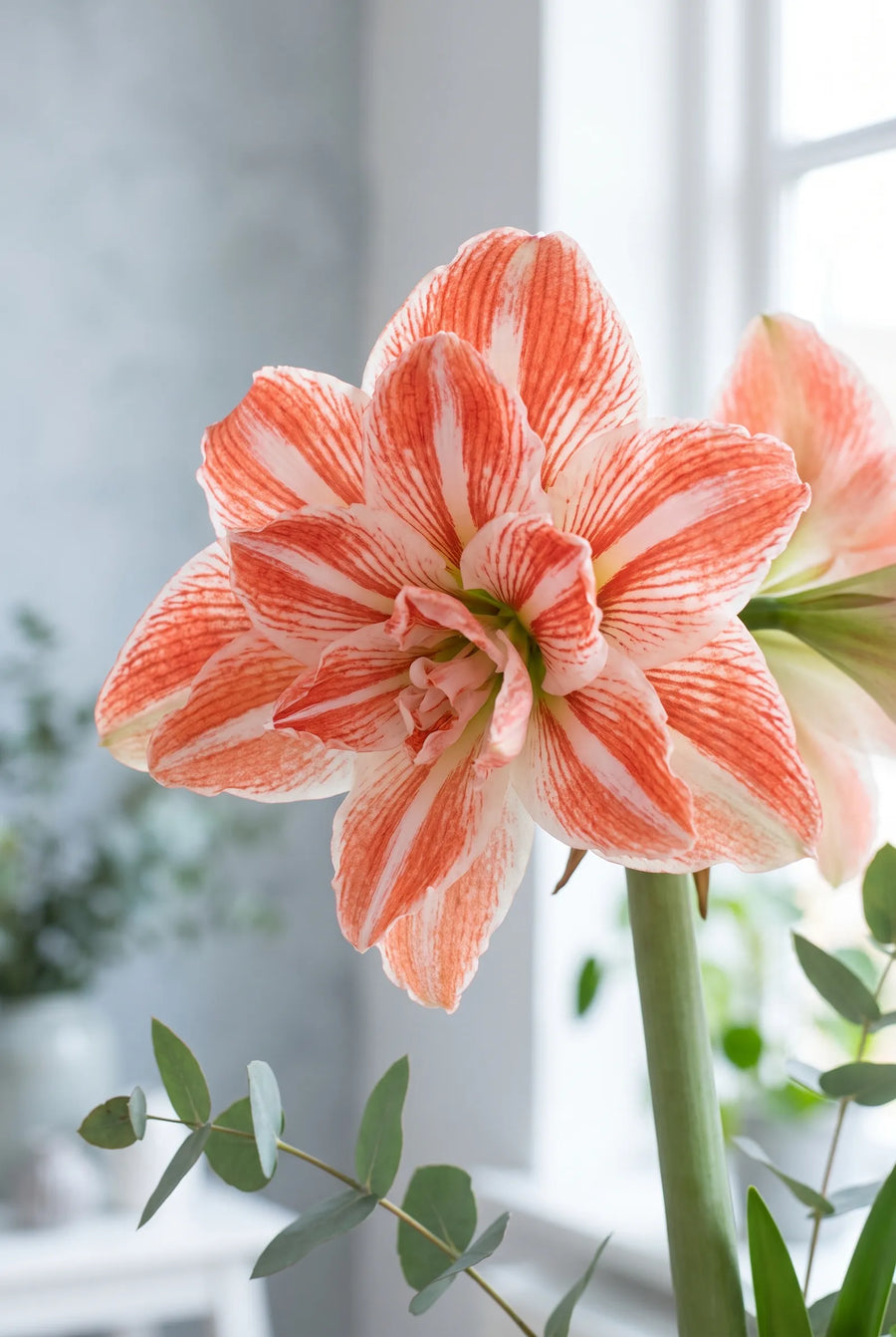 Hippeastrum Dancing Queen — close-up van de bloem