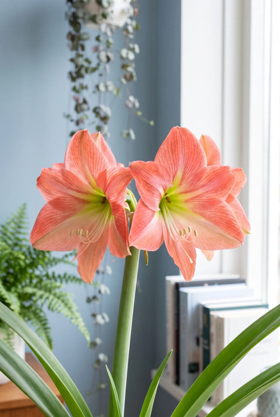 Hippeastrum Magical Touch — close-up van de bloem