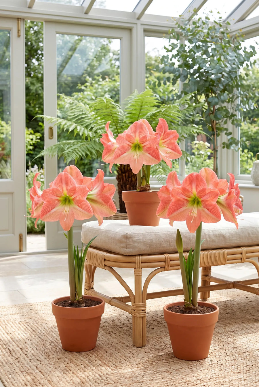 Hippeastrum Magical Touch — groep in de tuinborder