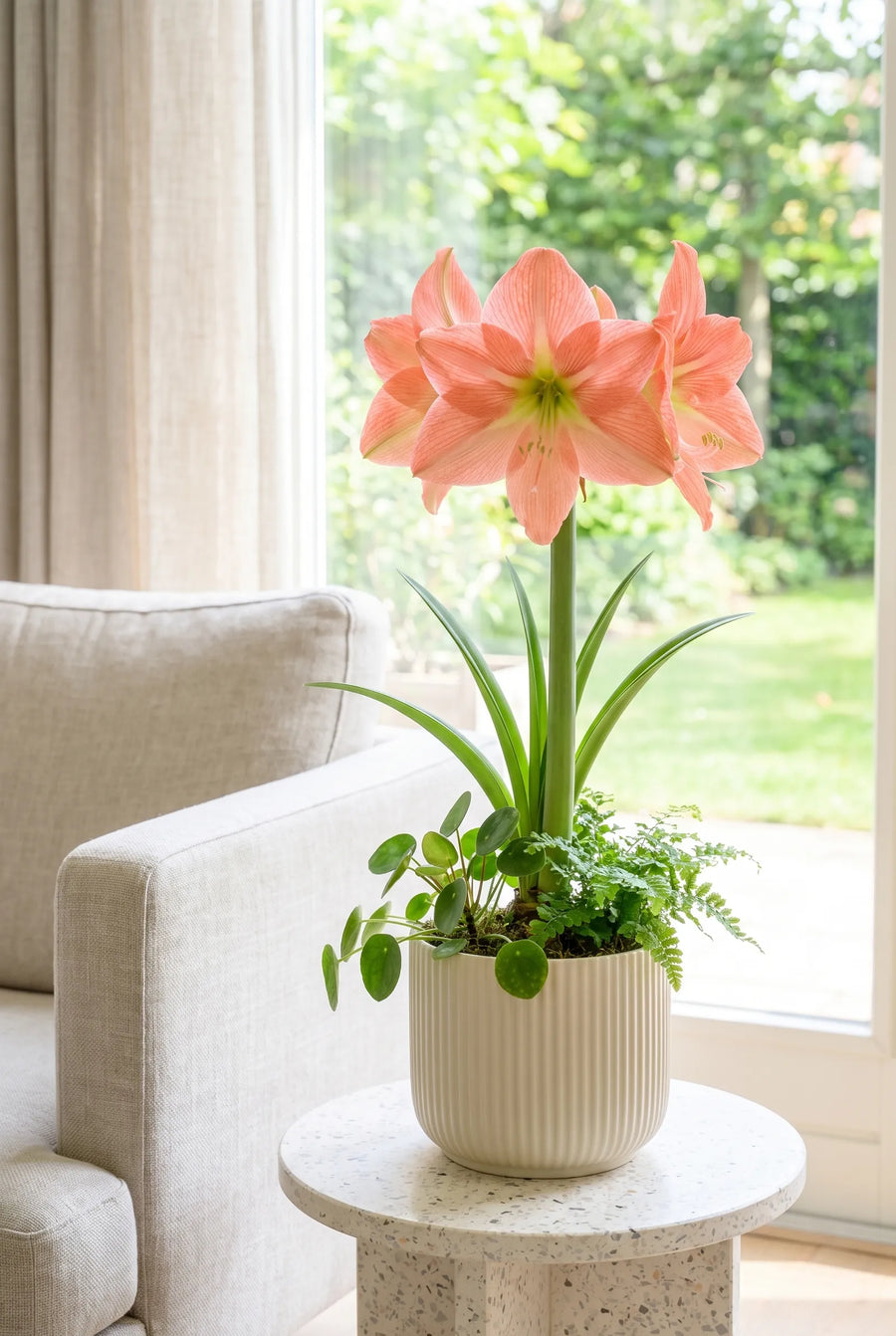 Hippeastrum Magical Touch — in pot op terras