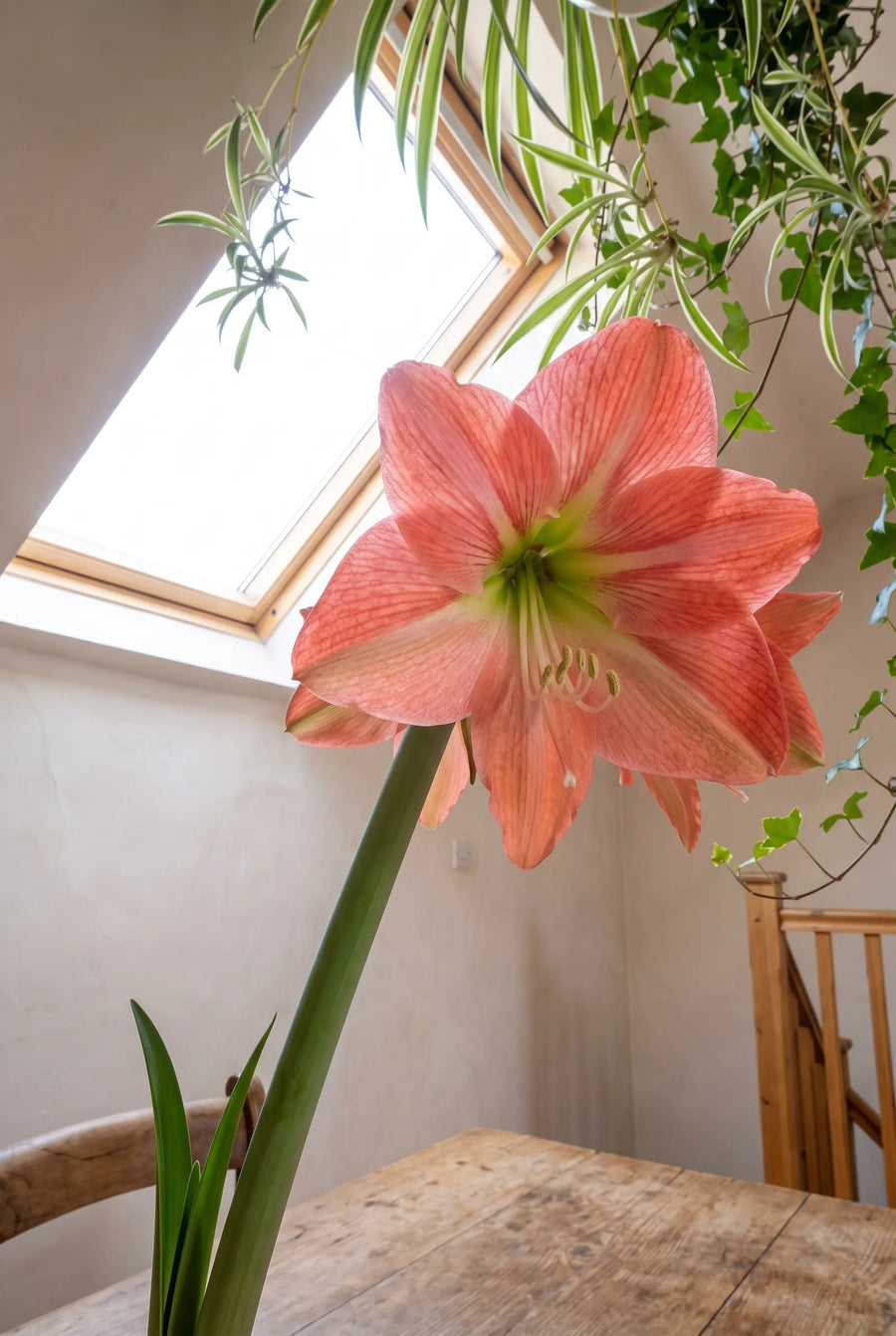 Hippeastrum Magical Touch — in de tuin