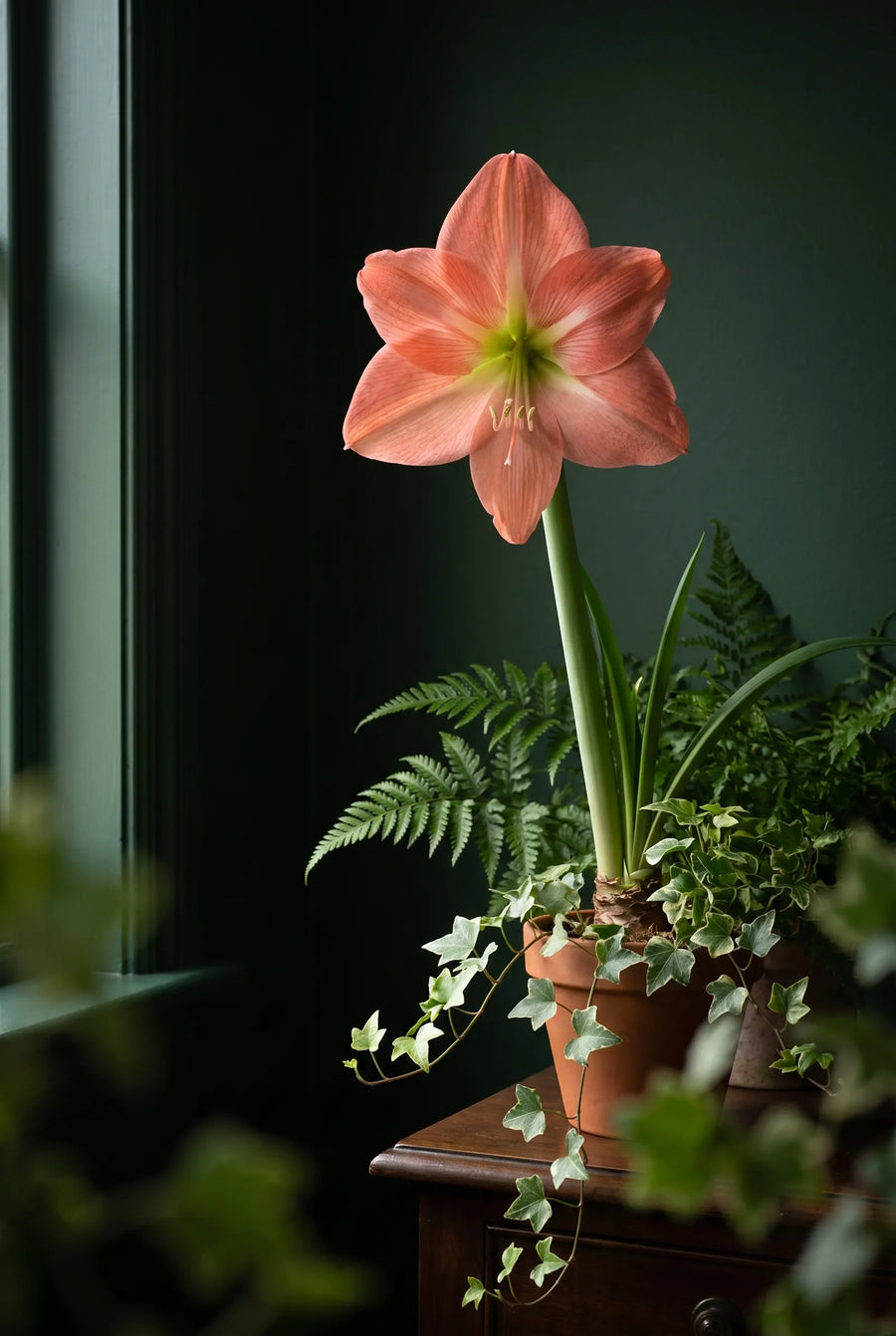 Hippeastrum Magical Touch — sfeerbeeld