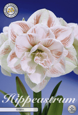 Hippeastrum Nymph