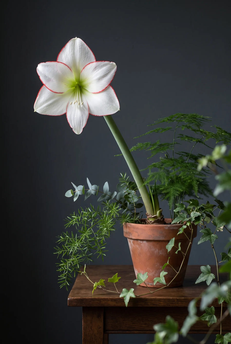 Hippeastrum Picotee — sfeerbeeld