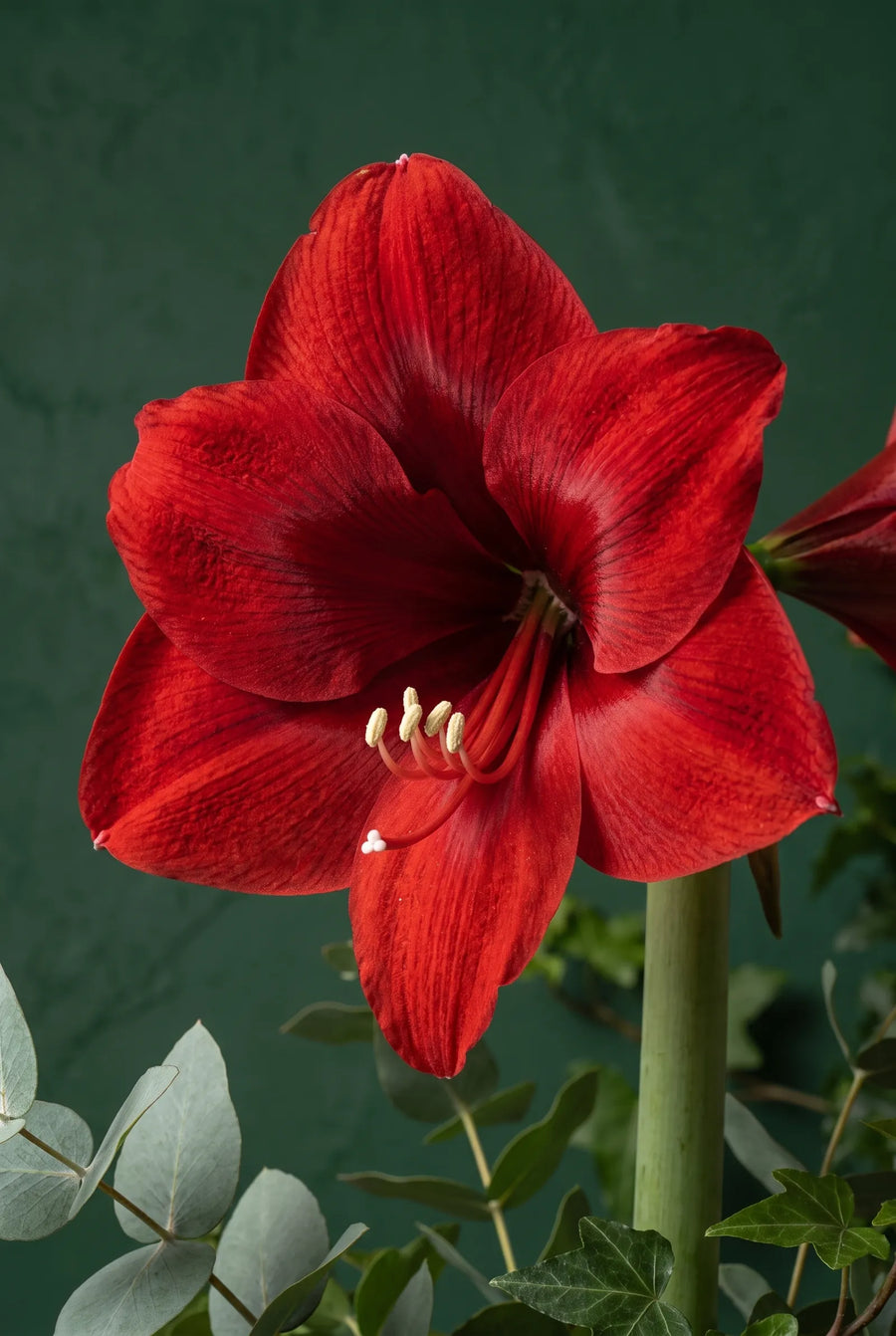 Hippeastrum Red Lion — sfeerbeeld