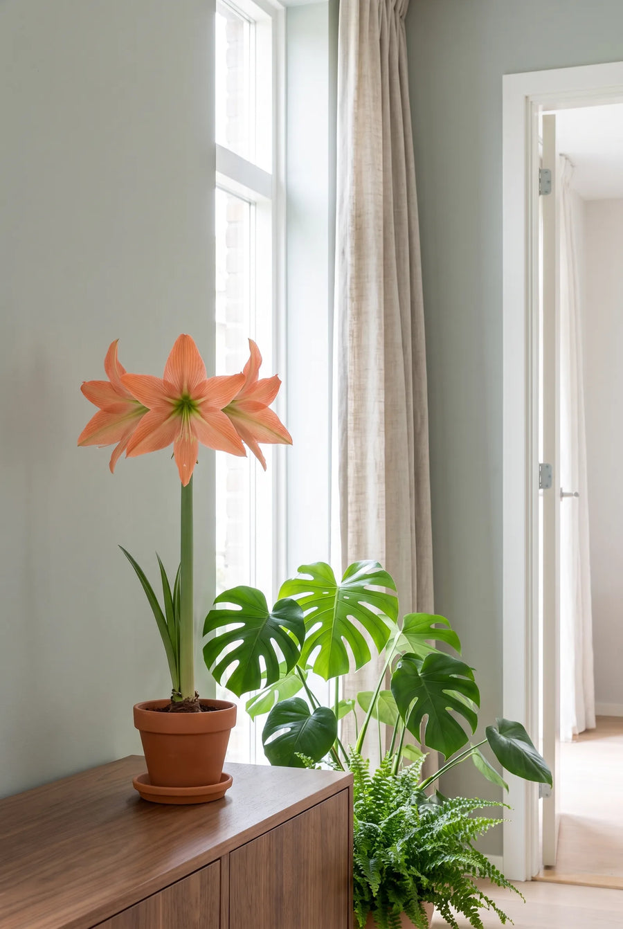 Hippeastrum Terracotta star — in de border