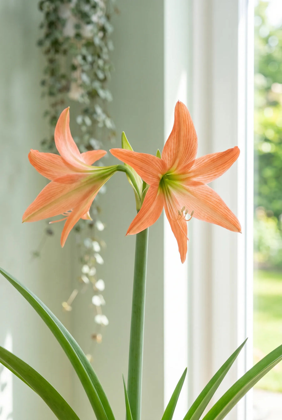 Hippeastrum Terracotta star — close-up van de bloem