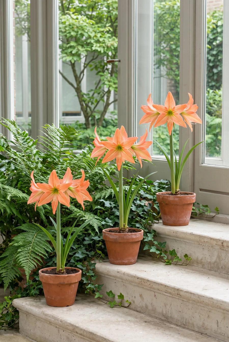 Hippeastrum Terracotta star — groep in de tuinborder