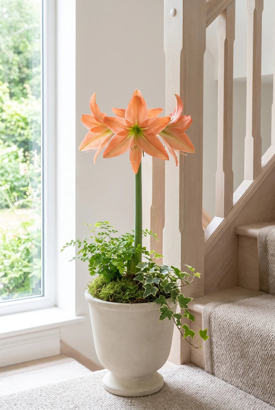 Hippeastrum Terracotta star — in pot op terras