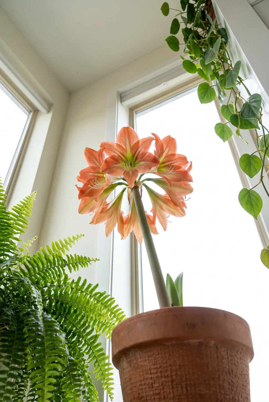 Hippeastrum Terracotta star — in de tuin
