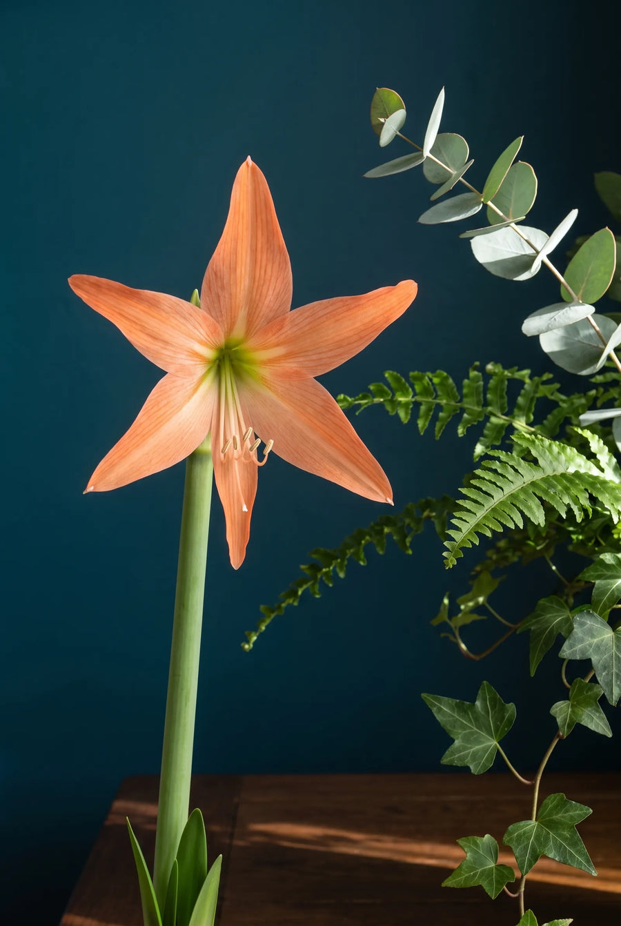 Hippeastrum Terracotta star — sfeerbeeld