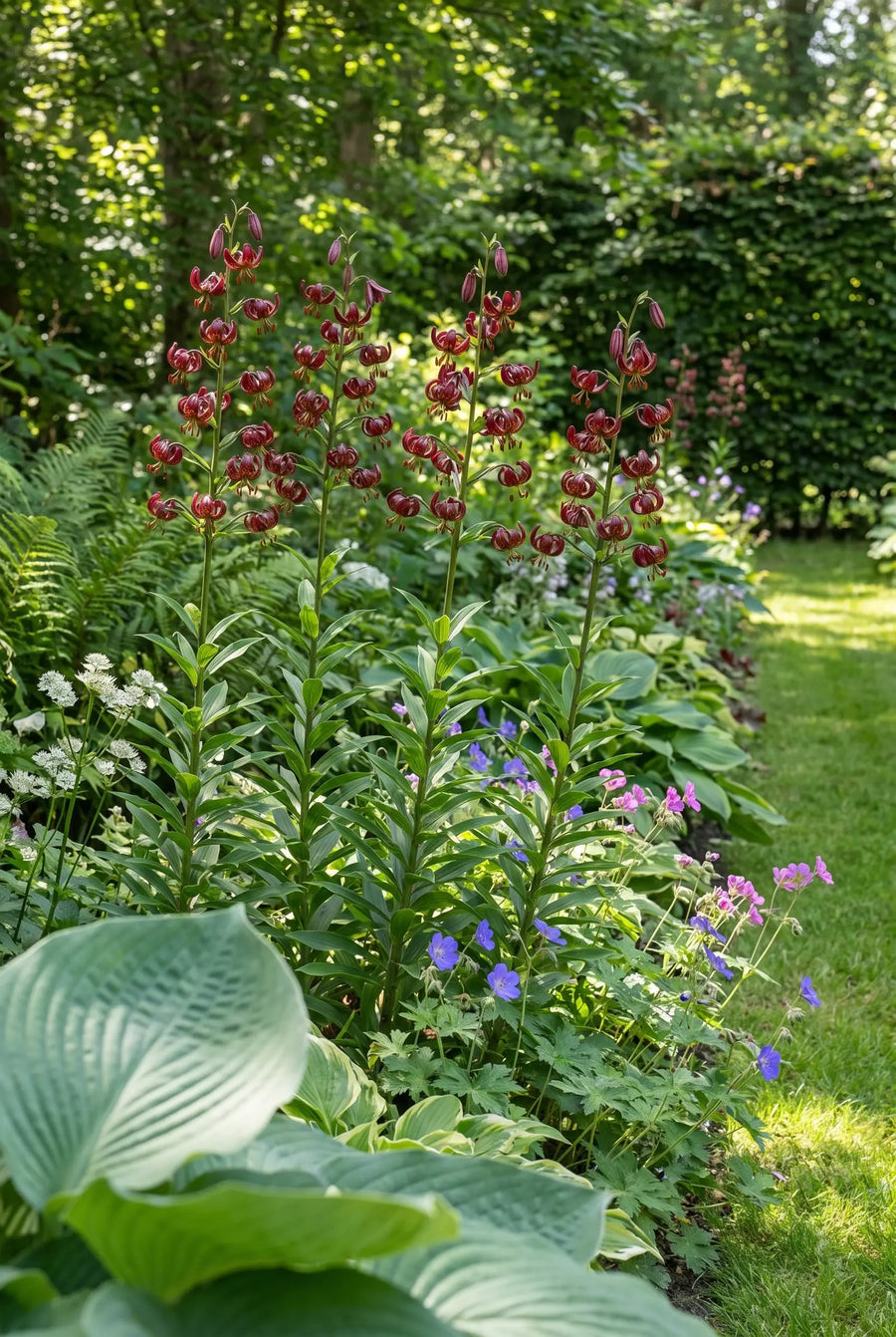 Lilium Claude Shirde — groep in de tuinborder