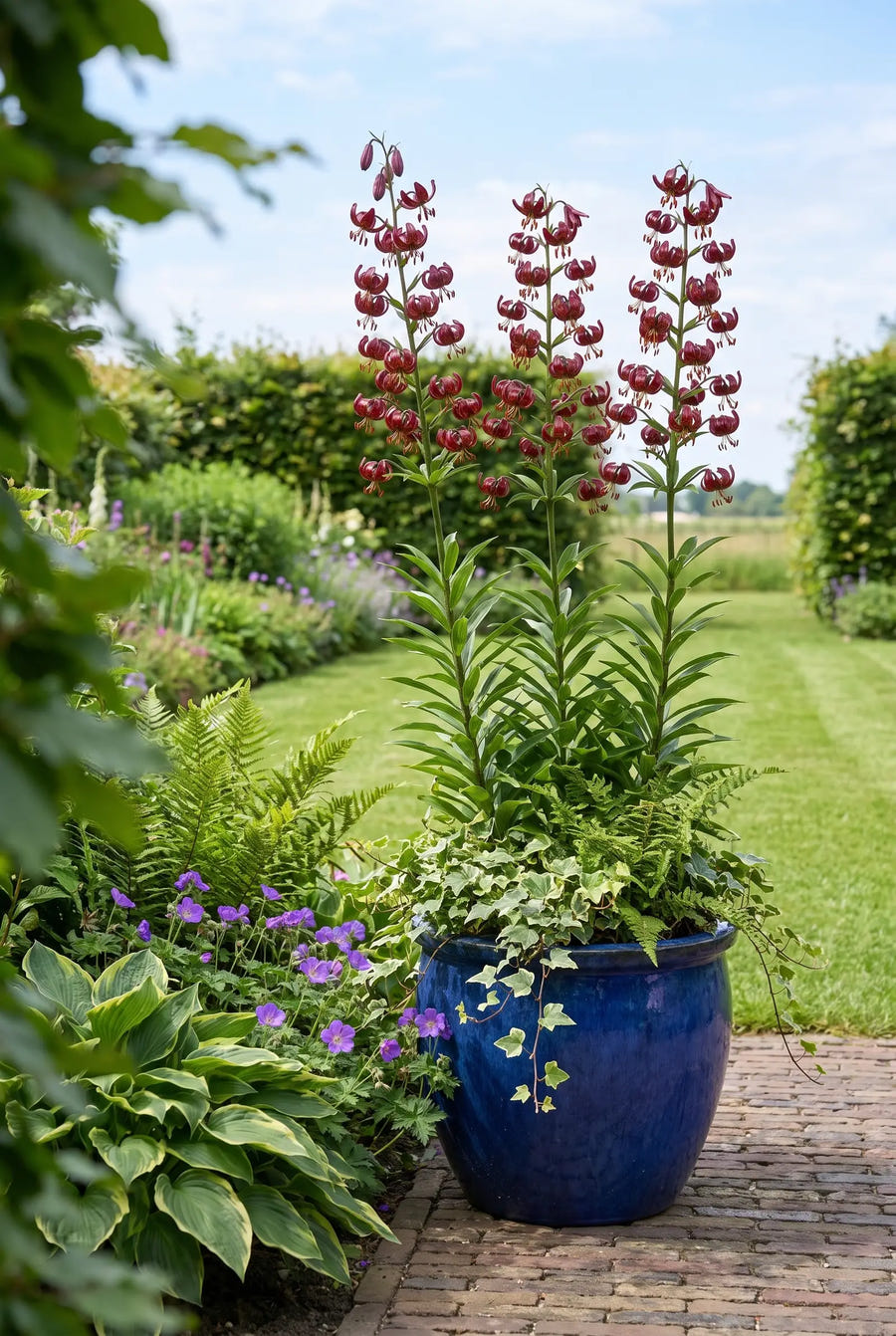 Lilium Claude Shirde — in pot op terras