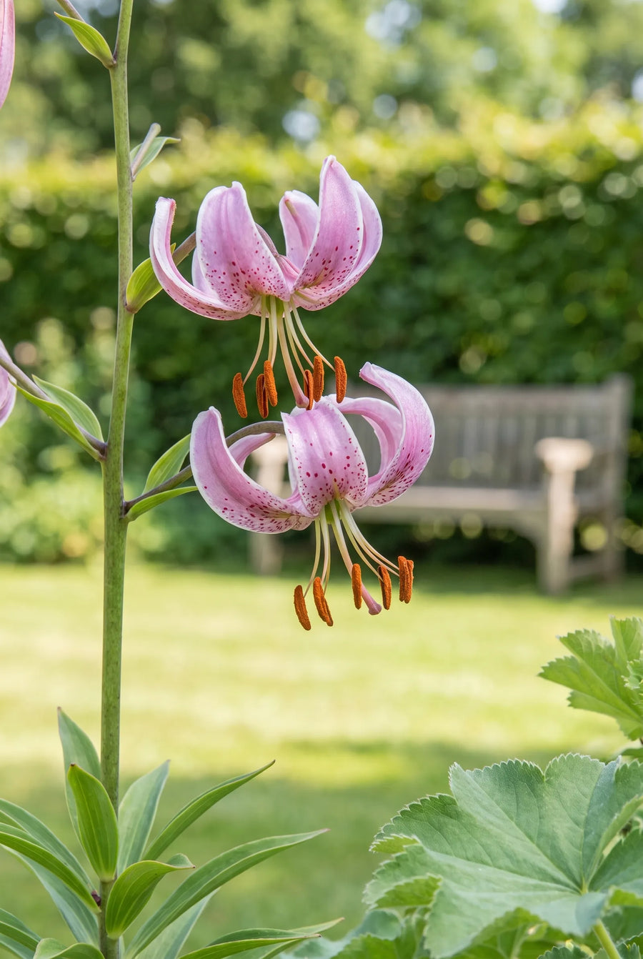 Lilium Pink Morning — close-up van de bloem