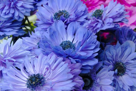 Anemone Coronaria Lord Lieutenant