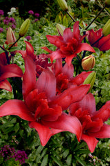 Lilium Bald Eagle