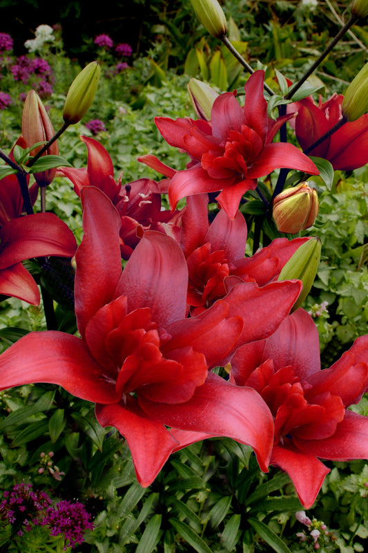 Lilium Bald Eagle