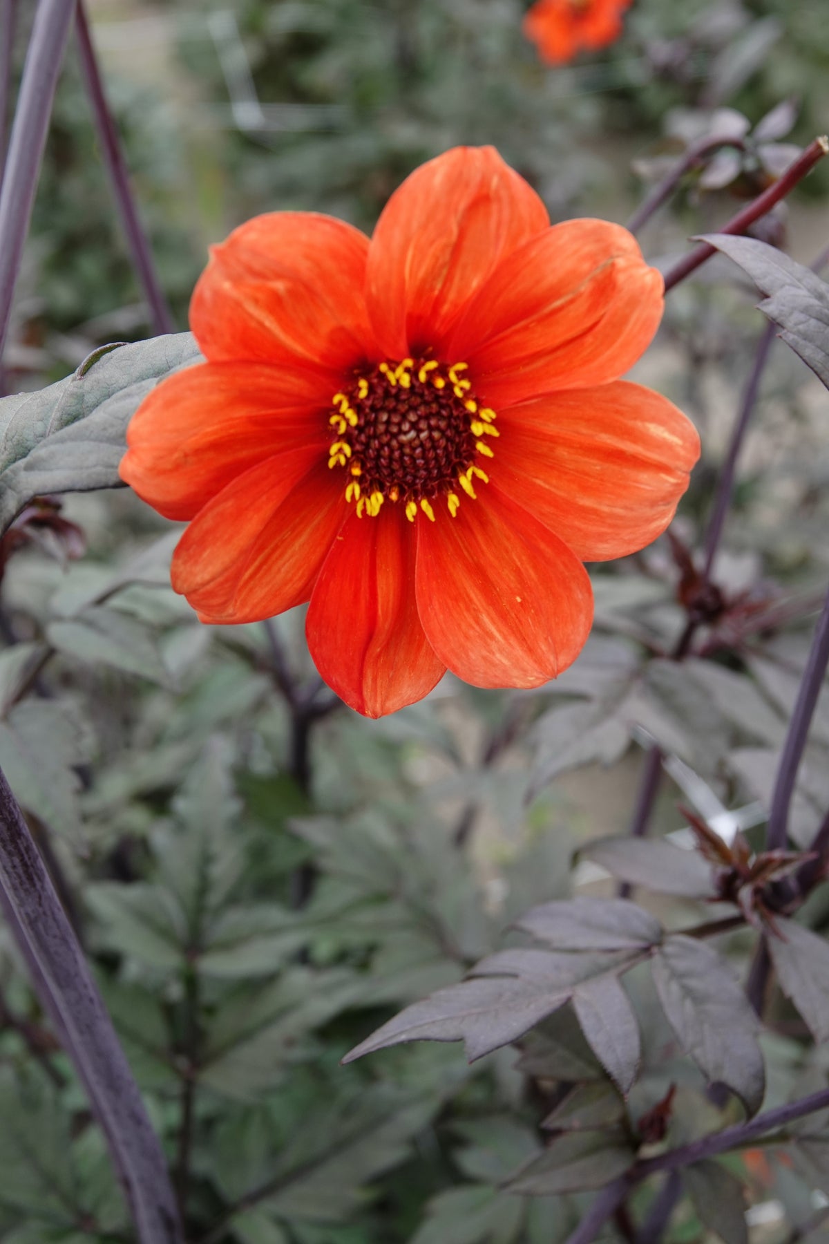 Dahlia Bischop of Oxford